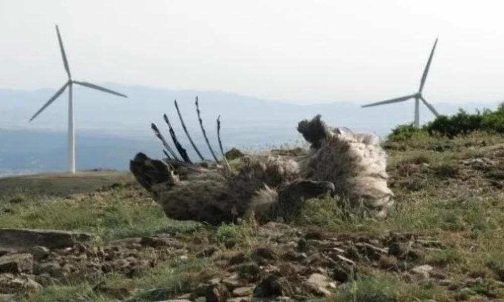 Ο υπουργός περιβάλλοντος επιβεβαιώνει τη τοποθέτηση ανεμογεννητριών-Κινδυνεύουν σοβαρά τα αρπακτικά πουλιά στον Έβρο από αυτές